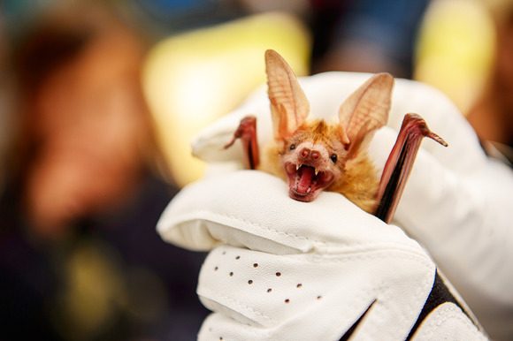 A pallid bat - California's state bat - yawns