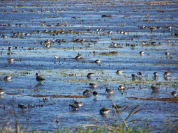 Shorebirds foraging in shallow water