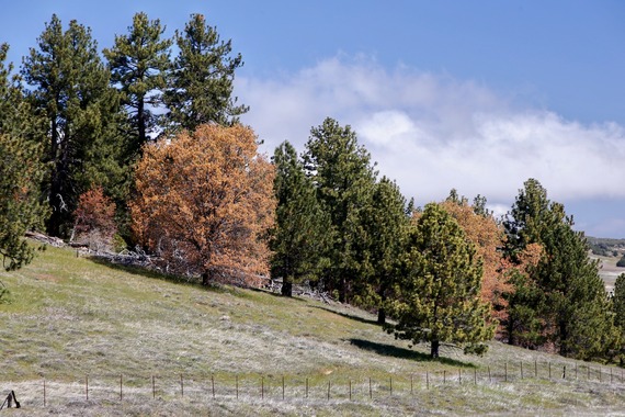 Cuyamaca Rancho SP_landscape
