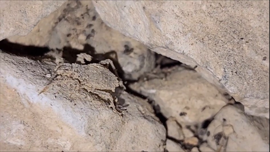 Providence Mountain SRA insect