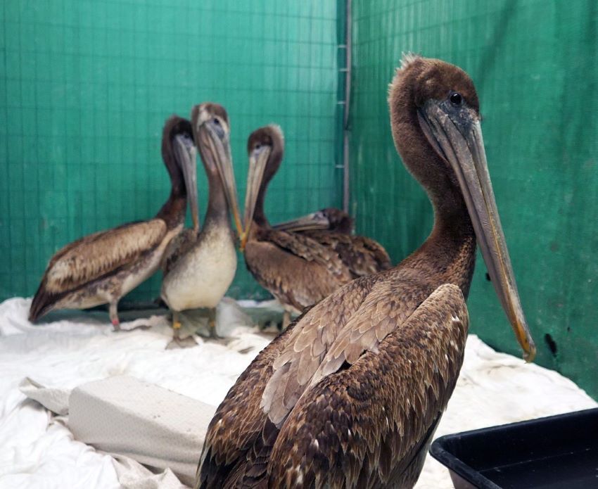 pelicans in care