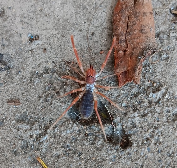 Morro Bay SP_sun spider cropped image