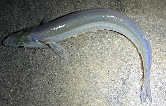 Torrey Pines SB grunion