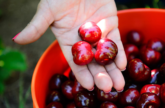 Three cherries in a woman's hand above a big bucket full of ripe cherries