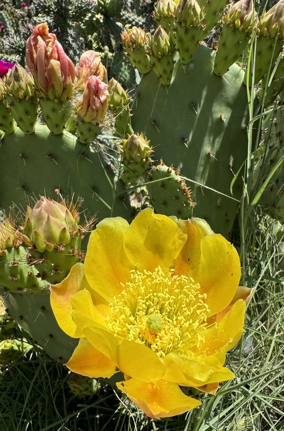 Colonel Allensworth SHP_prickly pear flower