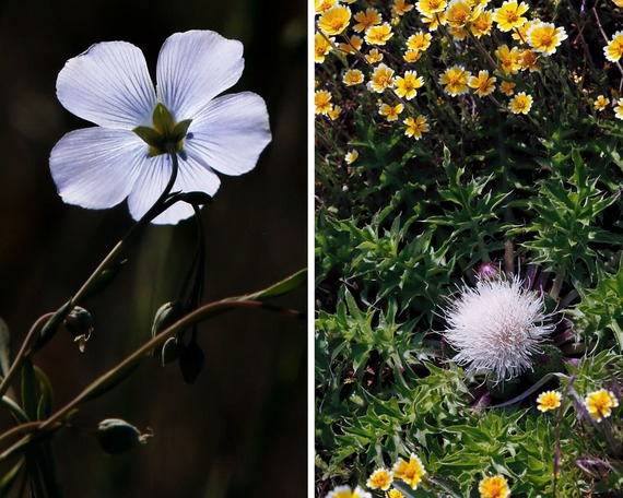 Cuyamaca Rancho SP_collage