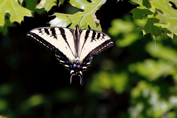 Cuyamaca Rancho SP_western tiger swallowtail