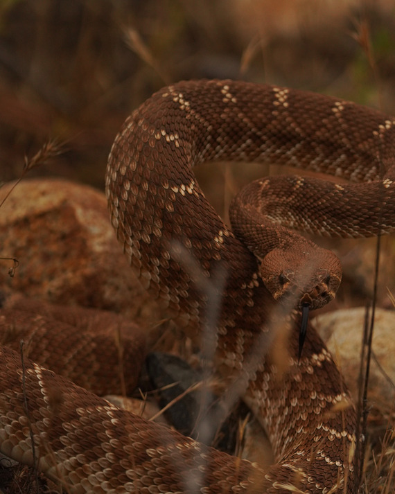 Chino Hills State Park Snake