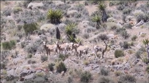 Providence Mountains  SRA bighorn sheep video