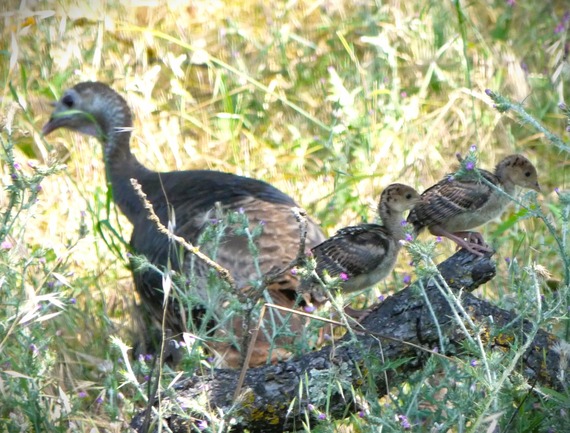 wild turkey poults chicks olopali state historic park