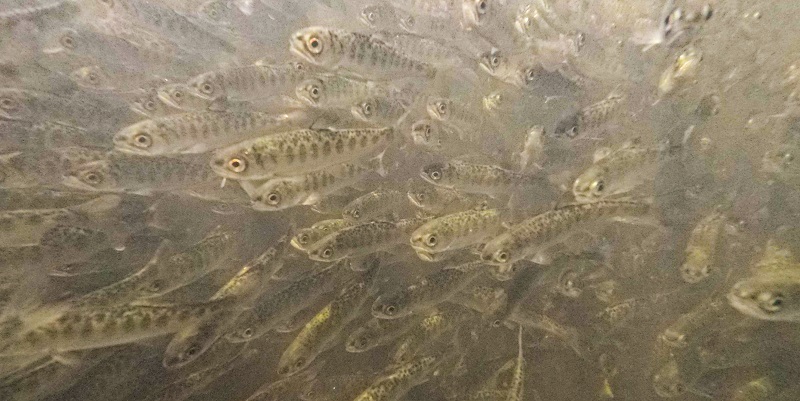 Underwater photo of fall-run Chinook salmon smolts.