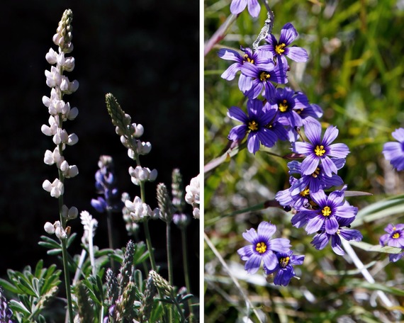 Cuyamaca Rancho SP_collage of flowers