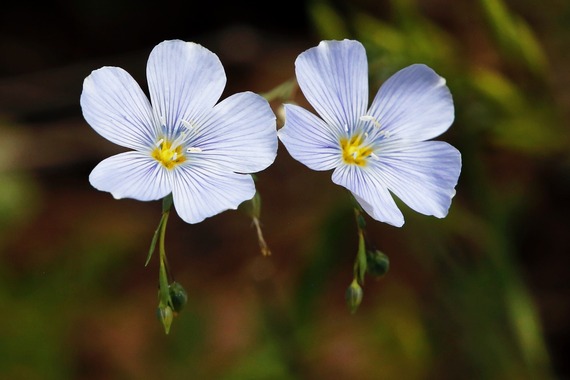 Cuyamaca Rancho SP_wild flax