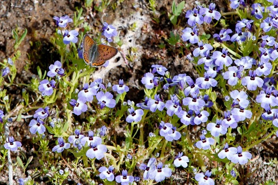 Cuyamaca Rancho SP_great copper