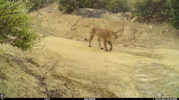 Chino Hills SP mountain lion