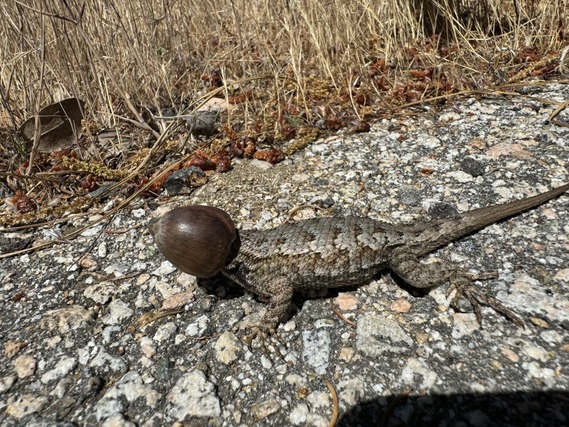 Silverwood Lake SRA_lizard with acorn