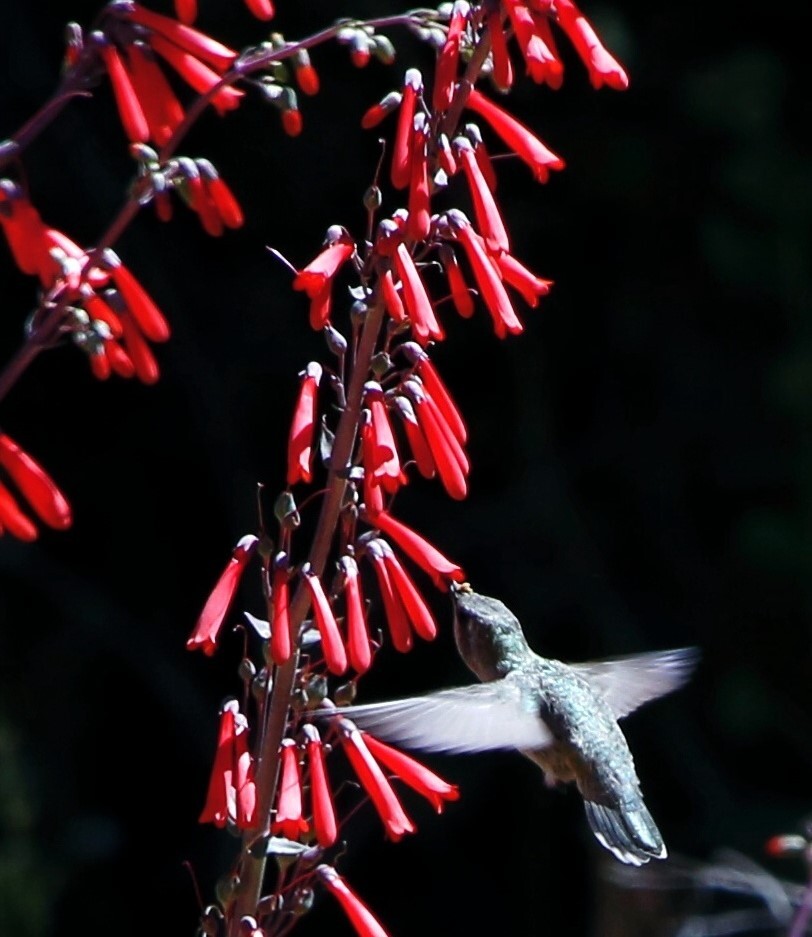 Cuyamaca Rancho SP_hummingbird (cropped photo)