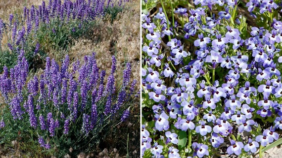 Anza-Borrego Desert SP_flower collage