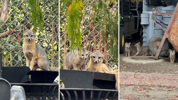 Hearst San Simeon State Historical Monument_gray fox collage