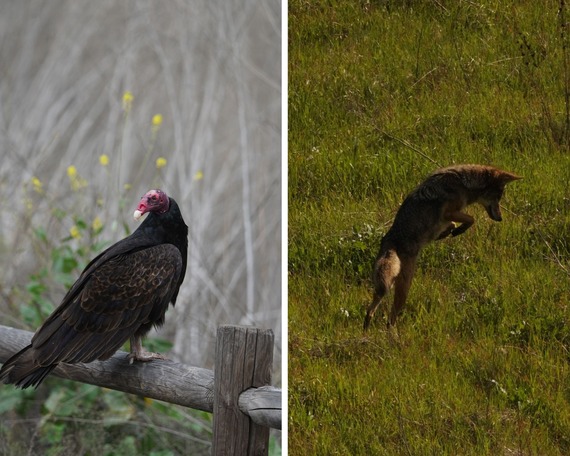 Chino Hills SP_turkey vulture and coyote