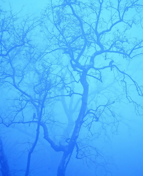 Chino Hills SP_ravens on maple trees