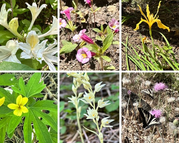 Calaveras Big Trees SP_collage of flowers