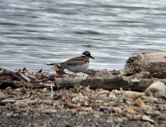 Hearst San Simeon SP_killdeer cropped