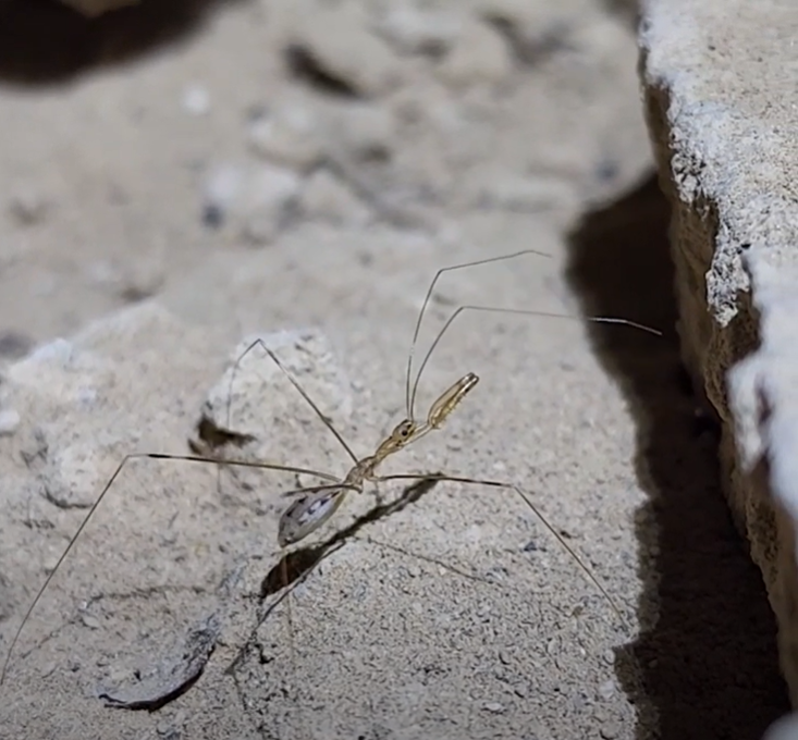 Providence Mountains SRA_thread-legged bug (pic 2)