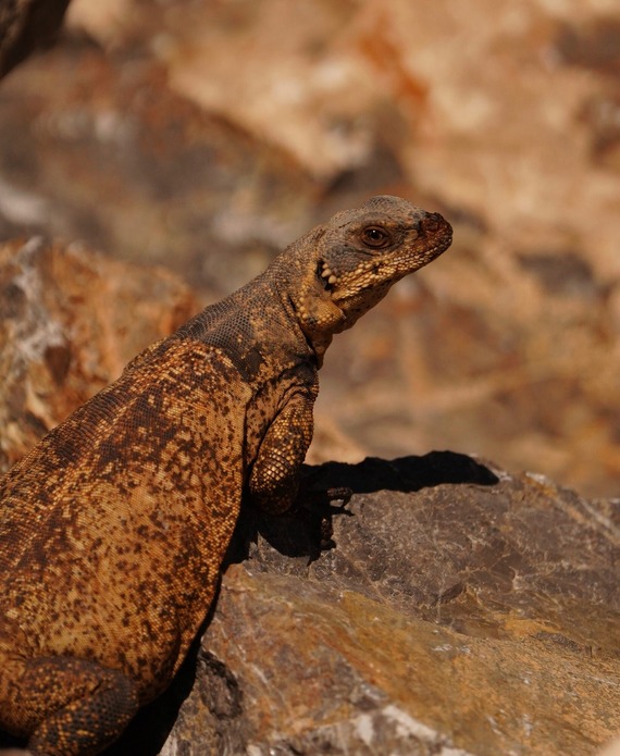 Providence Mountains SRA_chuckwalla sunbathing (cropped)