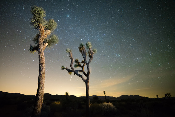 two Joshua trees stand out against a starry sky