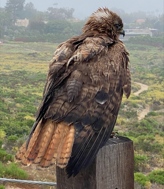 Point Dume SB_red-tailed hawk