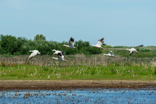 Snow geese flying low over a wetland on a sunny day