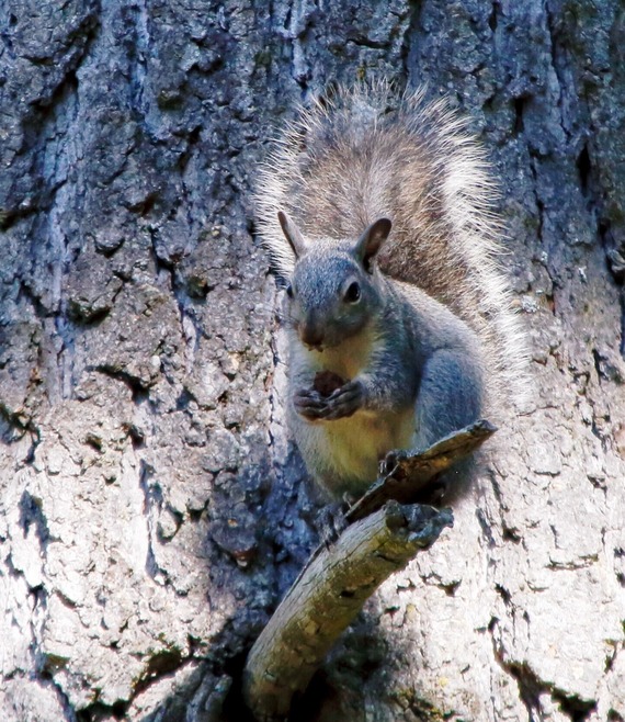 Cuyamaca Rancho SP_western tree squirrel (cropped)