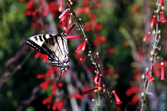 Cuyamaca Rancho SP_swallowtail