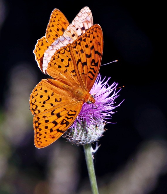 Cuyamaca Rancho SP_two coronis fritillaries feeding on a California thistle