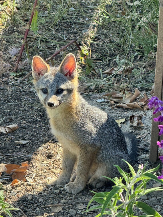 Hearst San Simeon State Historical Monument_baby gray fox