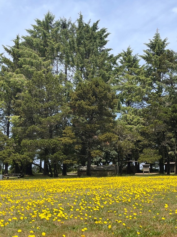 Fort Humboldt State Historic Park Daisies Flowers