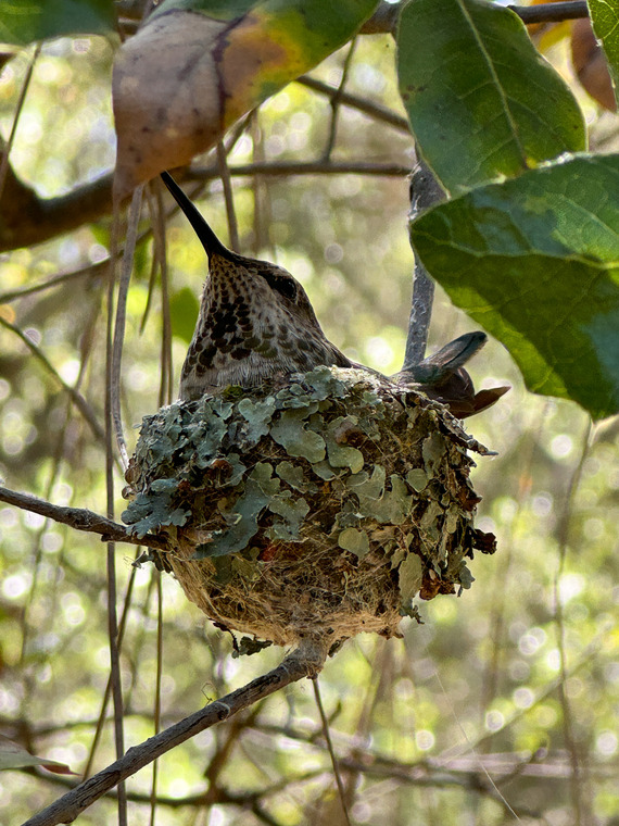 Folsom Lake SRA hummingbird