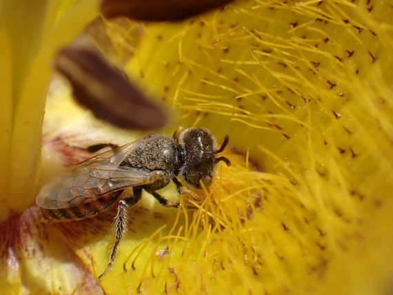 torrey pines bee