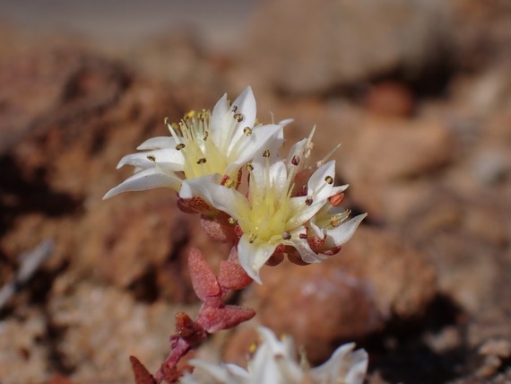 torrey pines flower