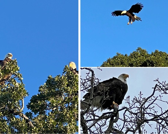 Folsom Lake State Recreation Area Eagles