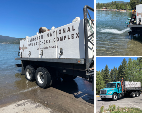 King's Beach trout relocation