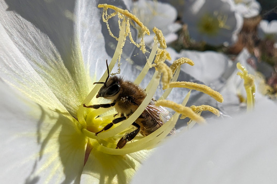 Antelope Valley Indian Museum SHP_honey bee by Matthew Williams