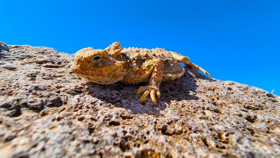 Providence Mountains_horned lizard, by Andrew Fitzpatrick