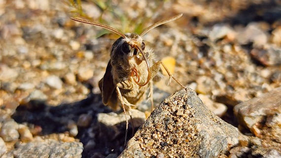 Providence Mountains SRA_Sphinx Moth (photo 1) by Andrew Fitzpatrick