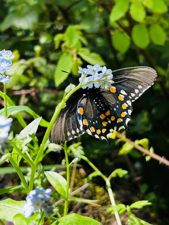 Samuel P. Taylor SP_pipevine swallowtail by Kourtney Boone