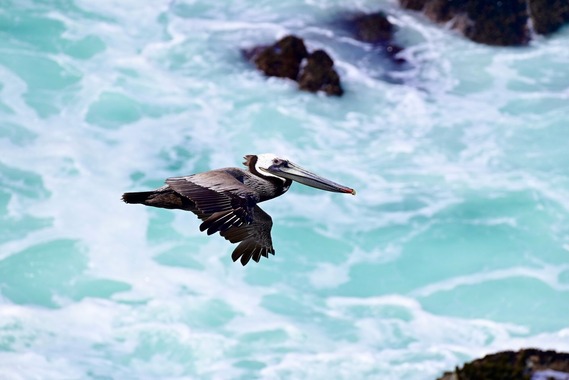 Sonoma Coast SP_brown pelican by Mackenzi Lamb