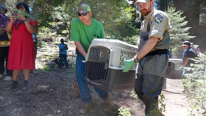 Tule River Tribe member and California Department of Fish and Wildlife biologist carry crate containing beaver