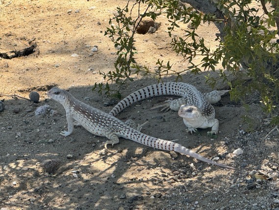 desert iguana ocotillo wells state park