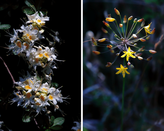 Cuyamaca Rancho SP_western azaleas and goldenstar collage